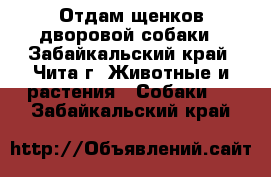 Отдам щенков дворовой собаки - Забайкальский край, Чита г. Животные и растения » Собаки   . Забайкальский край